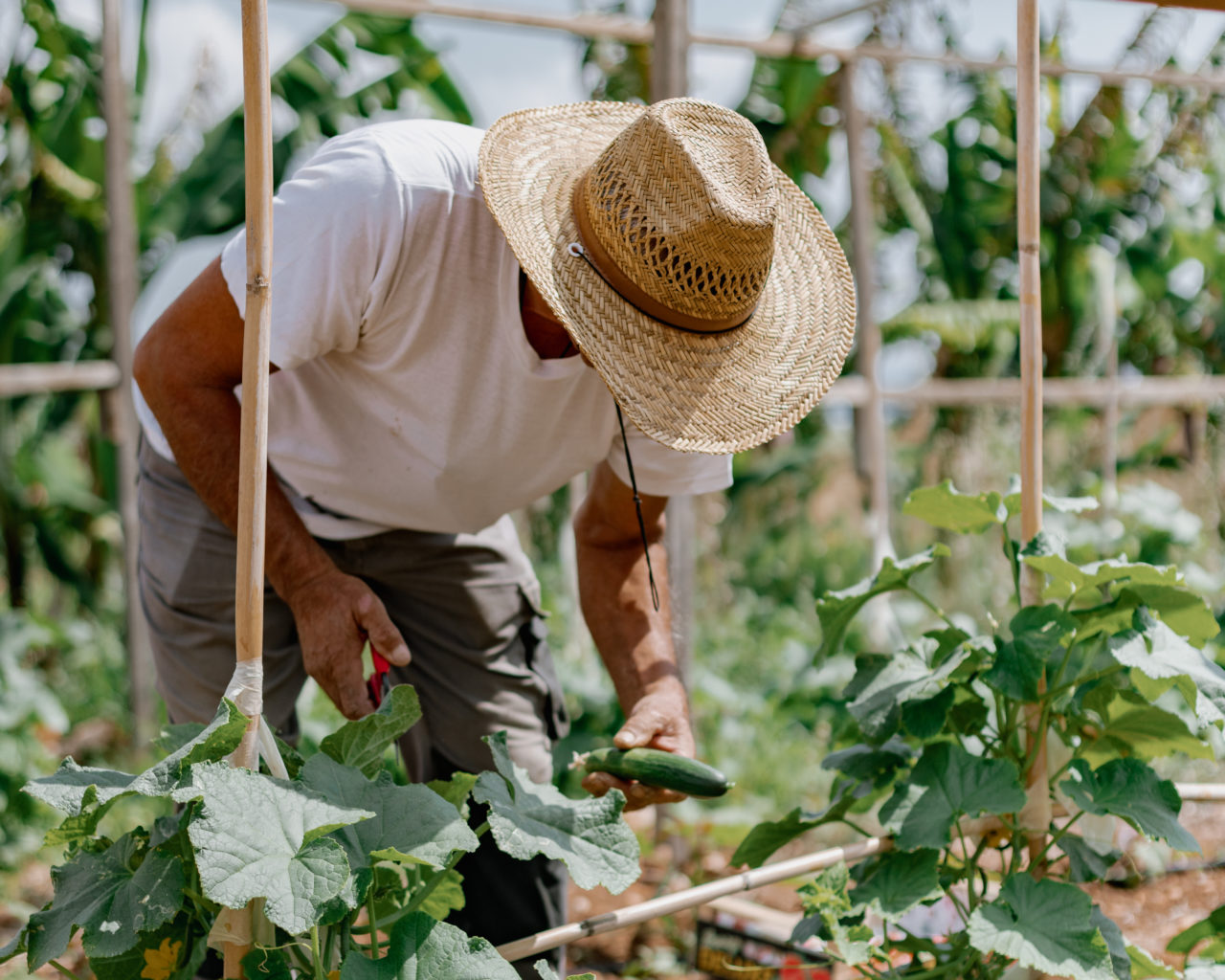 1823_Organic-Garden-Phaea-Farmers-scaled-aspect-ratio-1280-1024