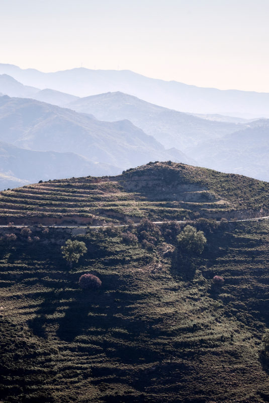 the_environment_phaea