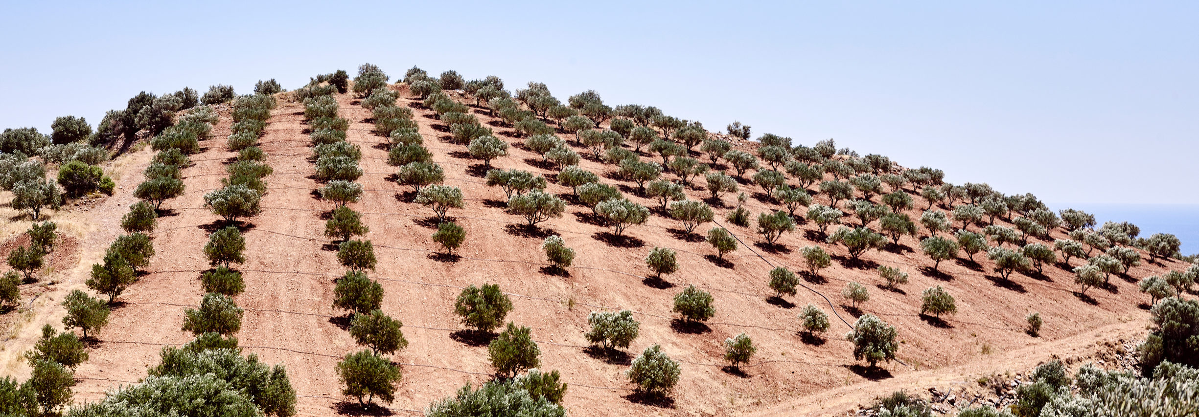 lf-210604-8467-12403