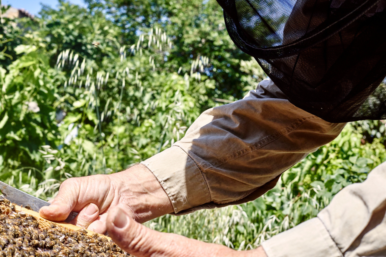 9_phaea_plan_bee_blue