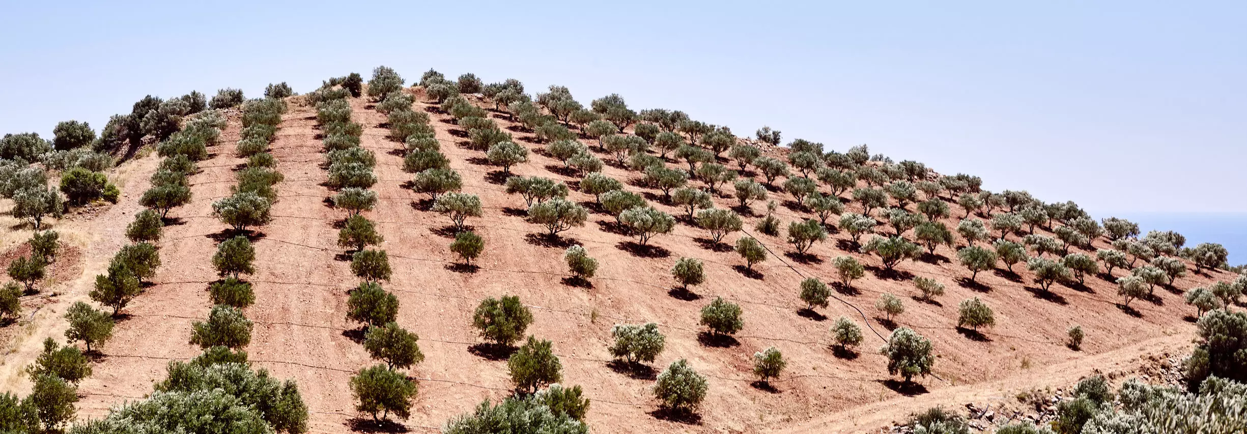 lf-210604-8467-12403