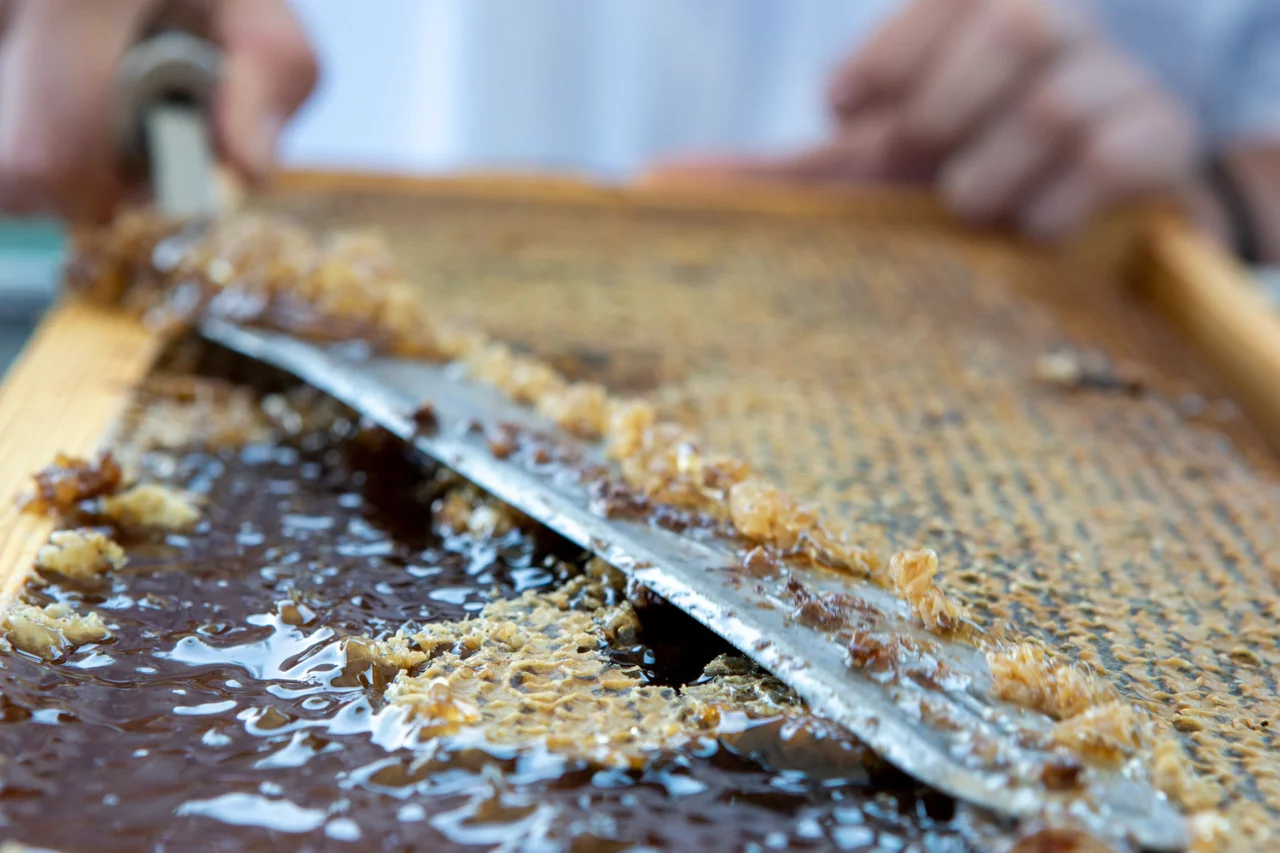 8_phaea_plan_bee_blue