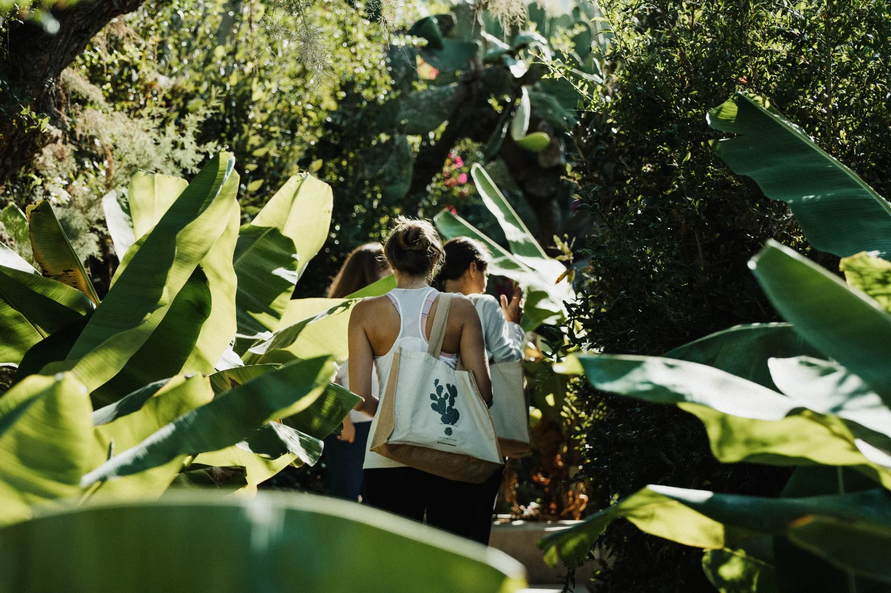 phaea_mindful_journeys